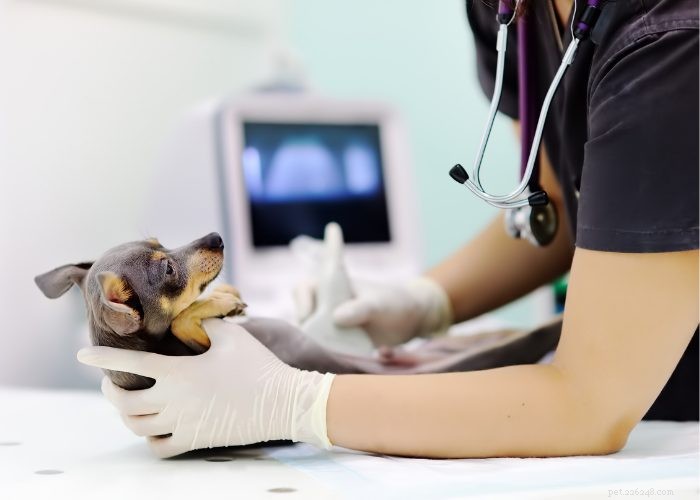 Ongewenste zwangerschap bij honden:preventie en beëindiging