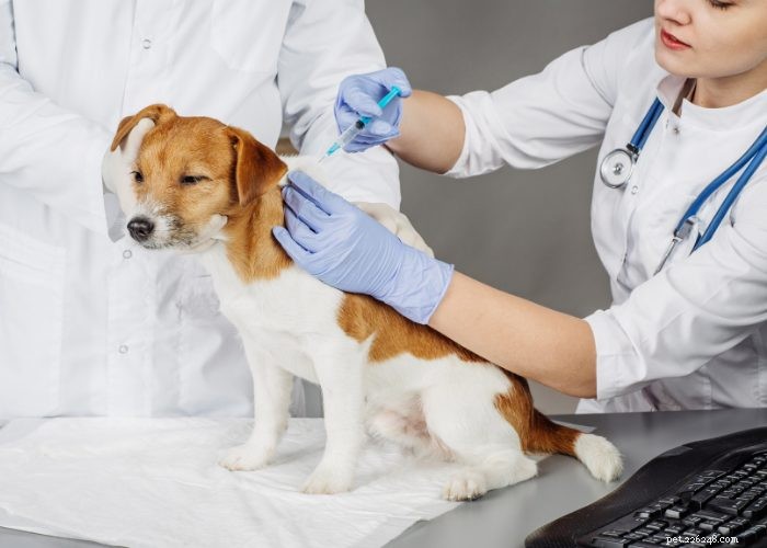 Gravidez indesejada em cães:prevenção e interrupção