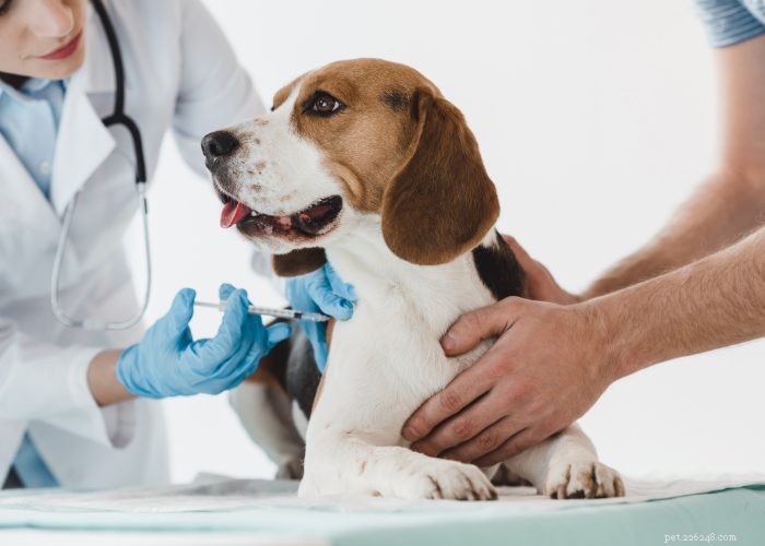 Gravidez indesejada em cães:prevenção e interrupção