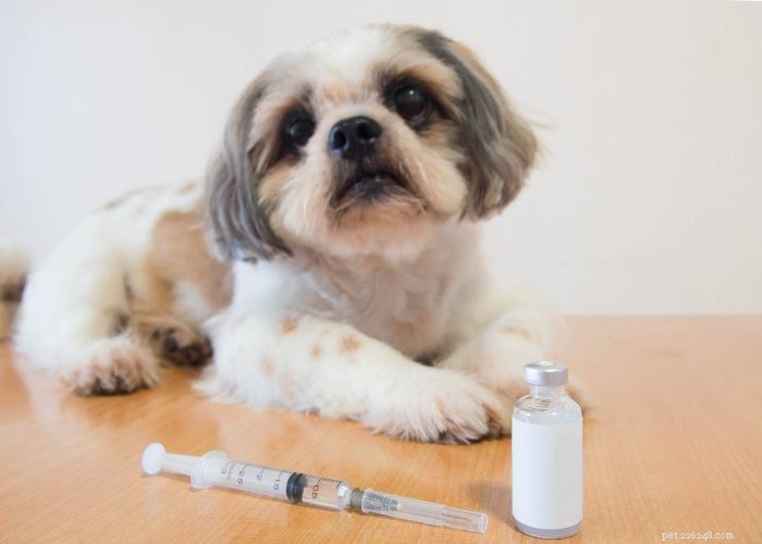 Condizioni di salute più comuni nei cani a cui prestare attenzione