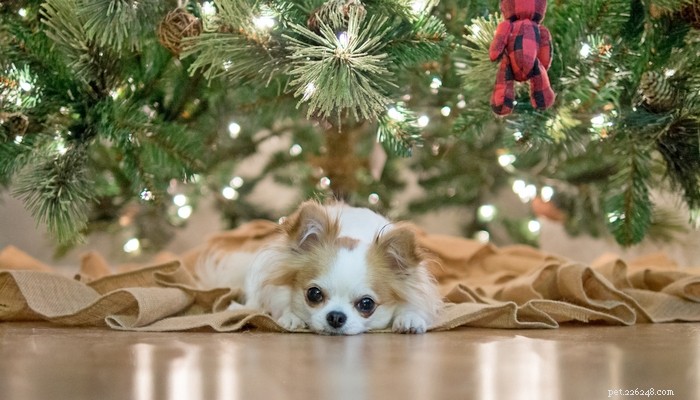 8 sapins de Noël artificiels sans danger pour les chiens