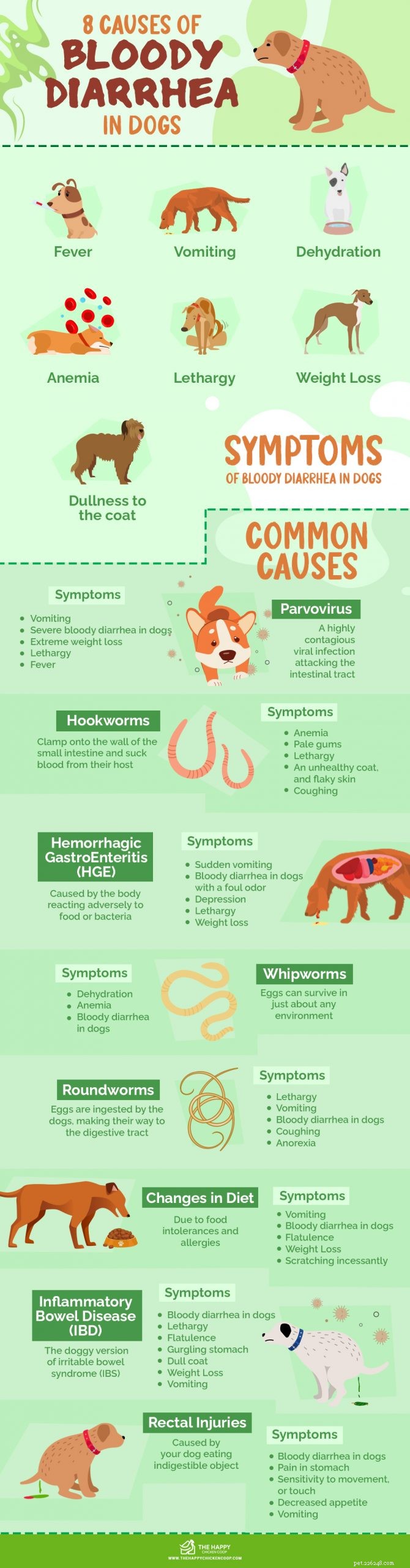 犬の血性下痢の8つの原因 