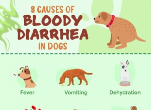 8 causas de diarreia sanguinolenta em cães