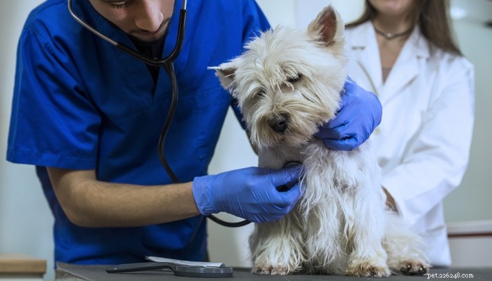 8 příčin krvavého průjmu u psů