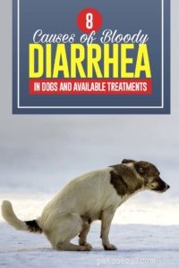 8 orsaker till blodig diarré hos hundar