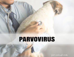 8 oorzaken van bloederige diarree bij honden