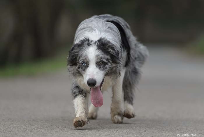 Co dělat a co nedělat při běhání se psy