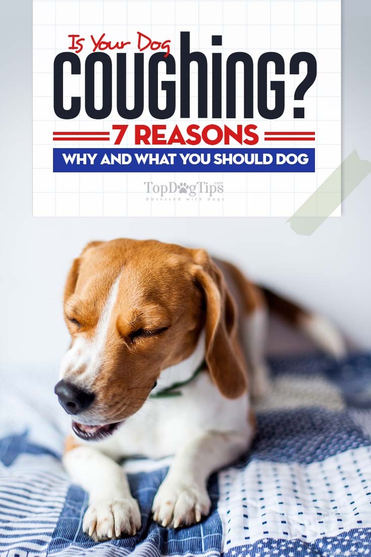 Cane tosse:7 motivi per cui i cani tossiscono e cosa fare