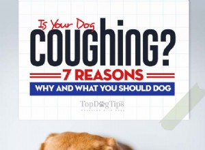 Tosse canina:7 razões pelas quais os cães tossem e o que fazer