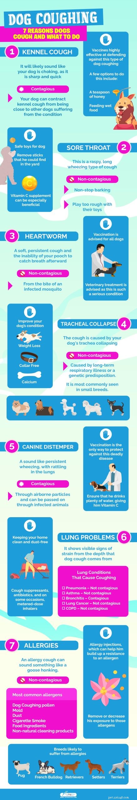 Hundhosta:7 skäl till varför hundar hostar och vad man ska göra