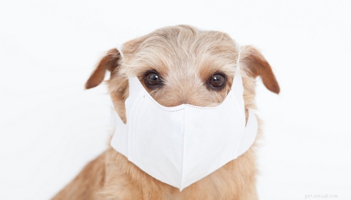 Hundhosta:7 skäl till varför hundar hostar och vad man ska göra