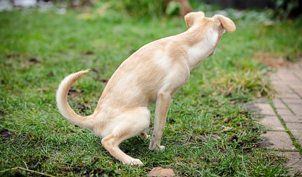 Een urinemonster van een hond halen
