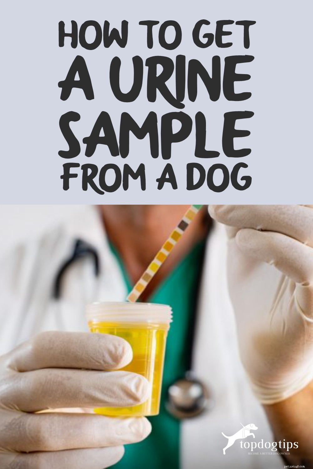 Como obter uma amostra de urina de um cão