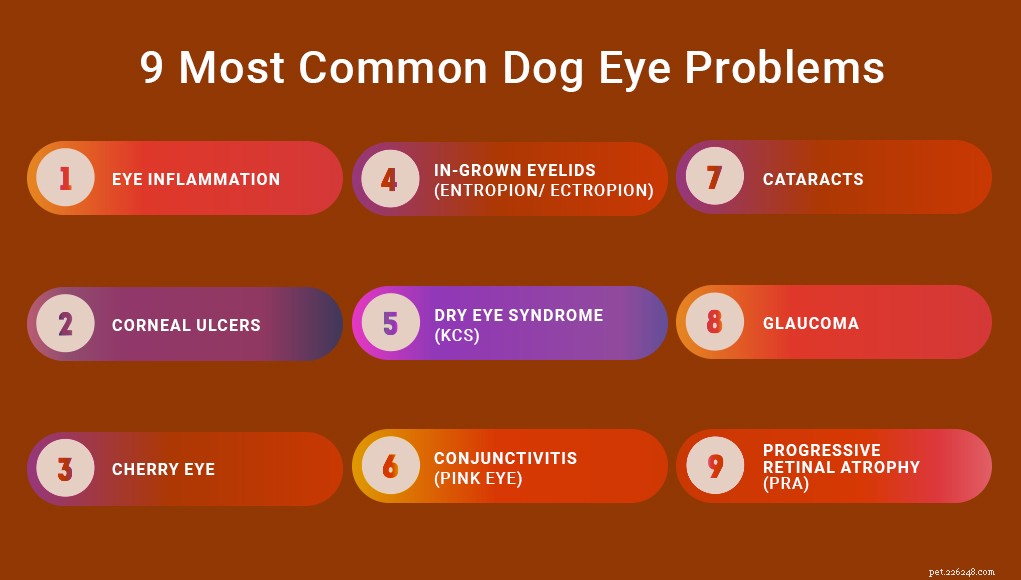9犬の目の問題のリスト 