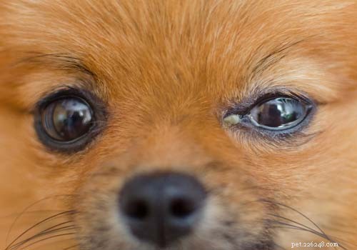 9犬の目の問題のリスト 