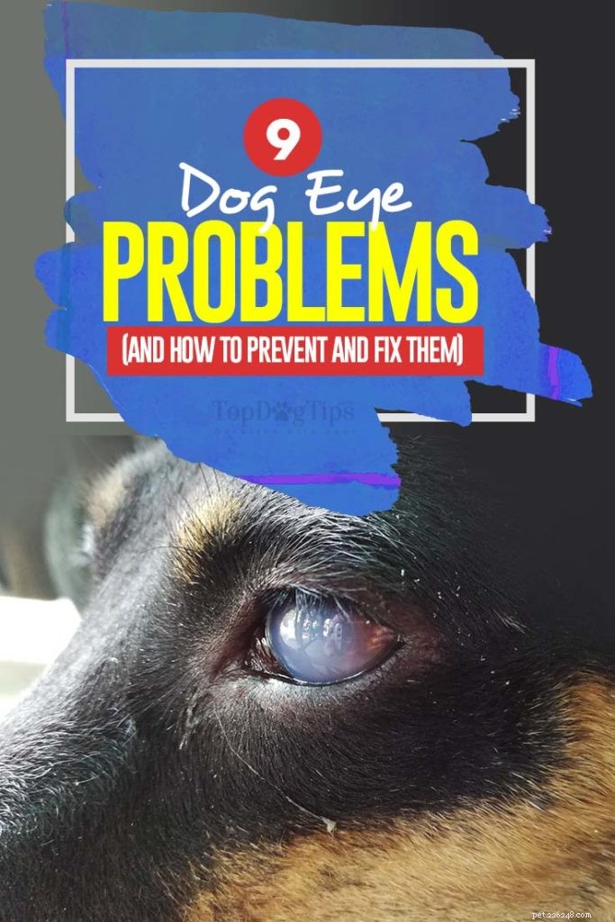 9 Liste des problèmes oculaires chez le chien