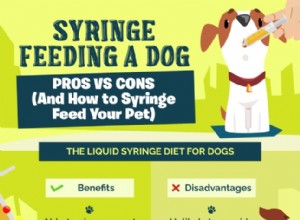 Seringa alimentando um cão:prós vs contras (e como alimentar seu animal de estimação com seringa)