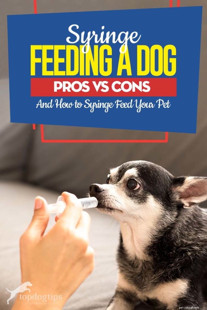 Een hond voeren met een spuit:voors en tegens (en hoe u uw huisdier met een spuit kunt voeden)
