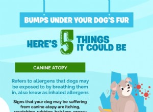 Det finns knölar under din hunds päls:Här är 5 saker det kan vara
