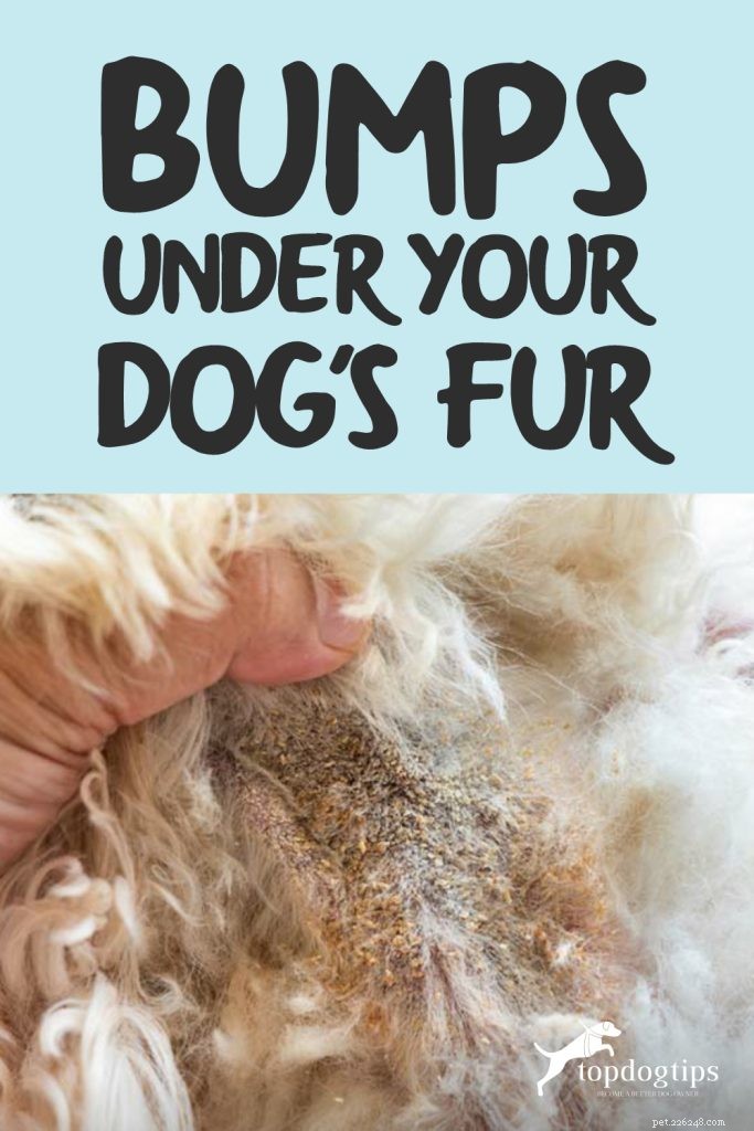 あなたの犬の毛皮の下に隆起があります：これがそれがあり得る5つのことです 