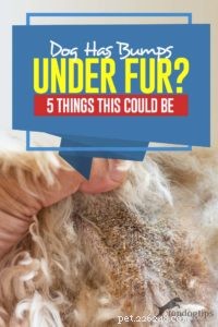 Il y a des bosses sous la fourrure de votre chien :voici 5 choses que cela pourrait être