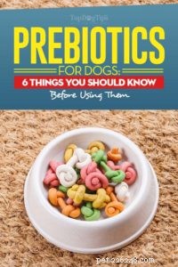 Prebiotica voor honden:6 dingen die u moet weten