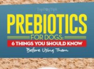 Prebióticos para cães:6 coisas que você precisa saber