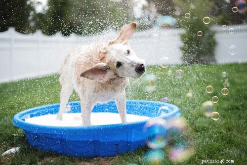 Water in de oren van een hond:wat eraan te doen
