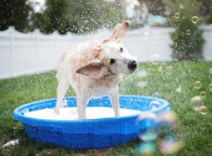 犬の耳の中の水：それについて何をすべきか 