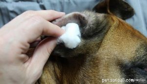 Voda v uších psa:Co s tím dělat