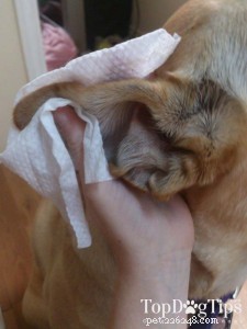 Water in de oren van een hond:wat eraan te doen