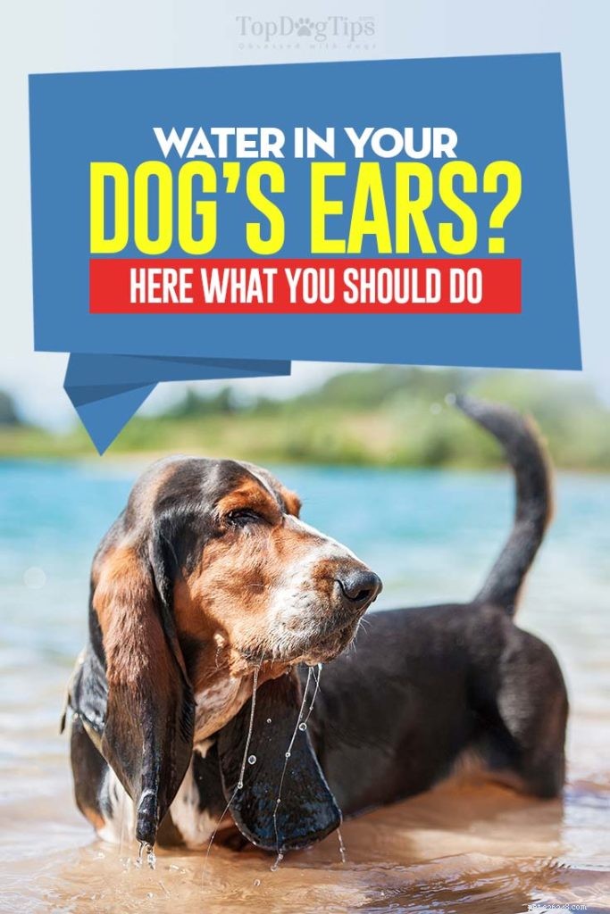 강아지 귀에 물:대처 방법