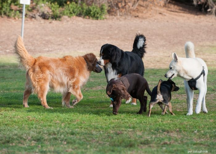 Parvo in Dogs:Topp 5 huskurer