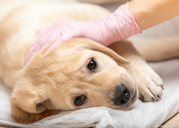 Парвовирус у собак:5 лучших домашних средств