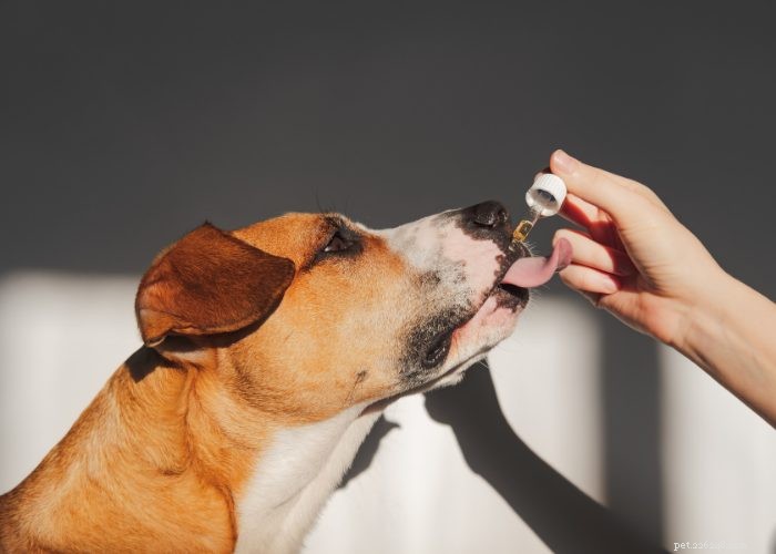 Parvo em cães:os 5 principais remédios caseiros