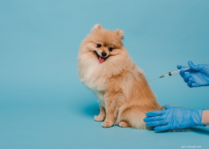 犬のパルボ：トップ5の家庭薬 