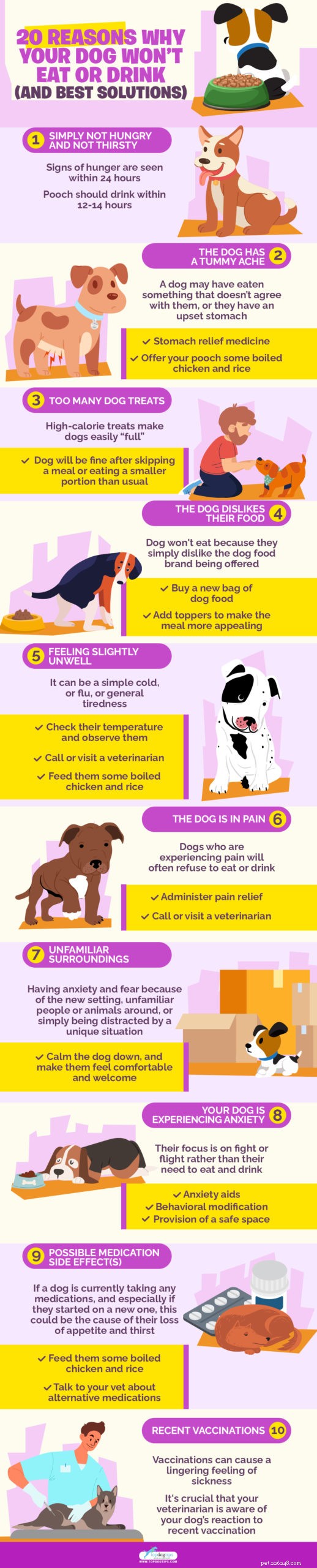20 raisons pour lesquelles votre chien refuse de manger ou de boire (et les meilleures solutions)