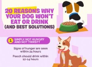 あなたの犬が食べたり飲んだりしない20の理由（そして最良の解決策） 