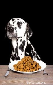 20 skäl till varför din hund inte vill äta eller dricka (och bästa lösningarna)