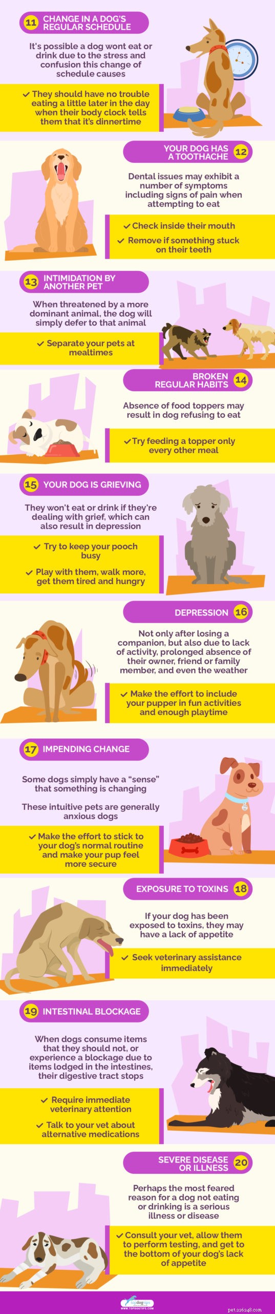 20 důvodů, proč váš pes nejí ani nepije (a nejlepší řešení)