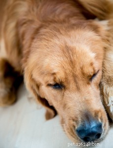 20 skäl till varför din hund inte vill äta eller dricka (och bästa lösningarna)