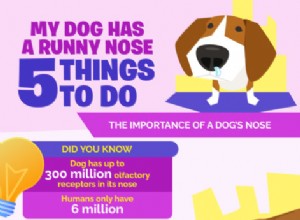 私の犬は鼻水を持っています：5つのこと 