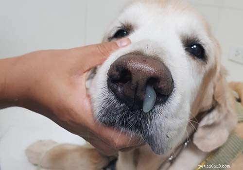 Il mio cane ha il naso che cola:5 cose da fare
