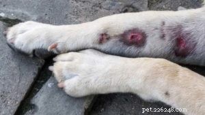 Crema all idrocortisone per cani:cos è e come usarla in sicurezza