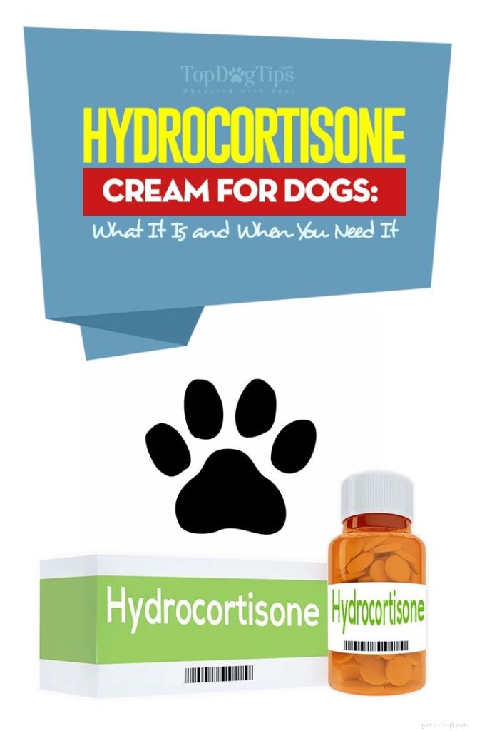 Crème d hydrocortisone pour chiens :qu est-ce que c est et comment l utiliser en toute sécurité