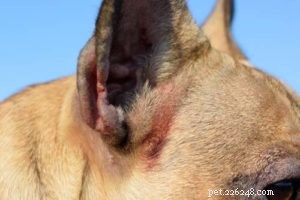 강아지용 히드로코르티손 크림:그것이 무엇이며 안전하게 사용하는 방법