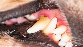 Gingivitida u psů:vědecky podložená prevence a léčba