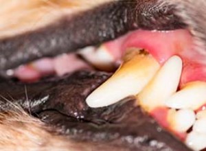 Gingivitida u psů:vědecky podložená prevence a léčba