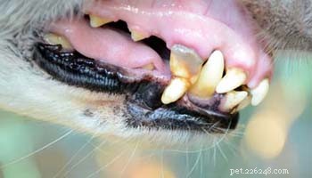 Gingivitis bij honden:op wetenschap gebaseerde preventie en behandeling