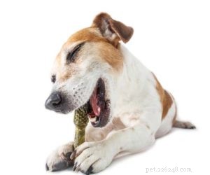 Gingivit hos hundar:Vetenskapsbaserad förebyggande och behandling